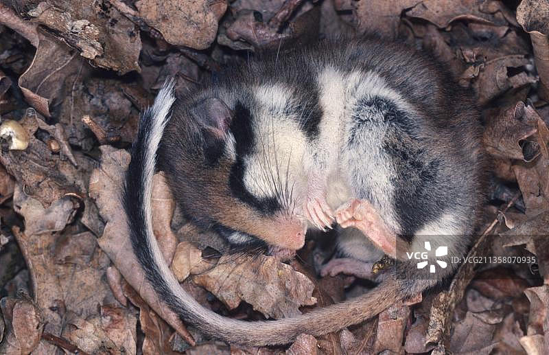 冬眠中的花园睡鼠图片素材