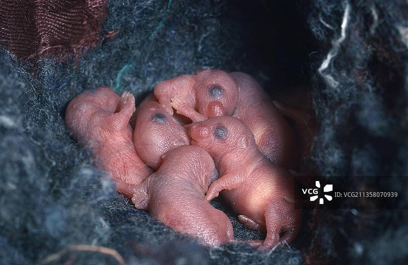 巢穴中的小家鼠幼崽图片素材