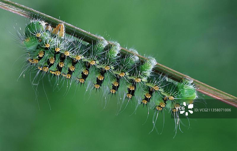 皇帝蛾毛毛虫，比利时图片素材