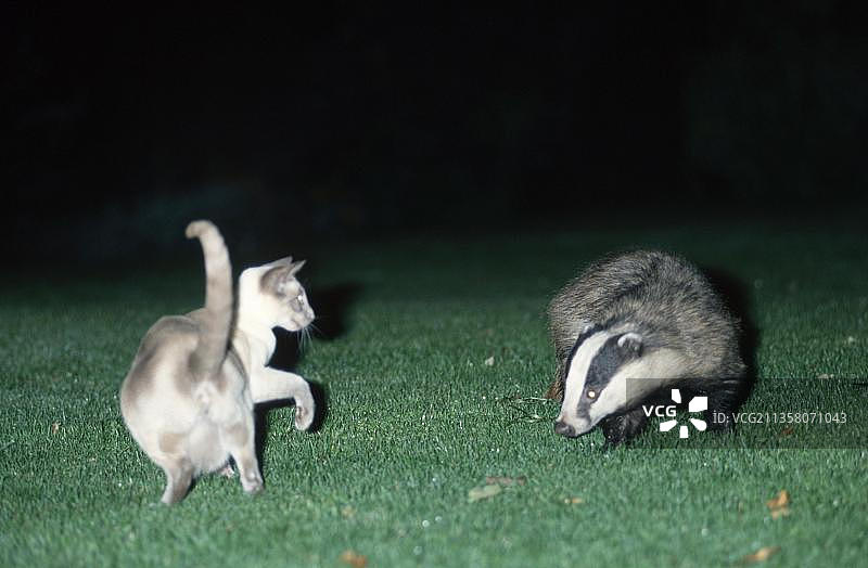 獾和家猫，英国图片素材
