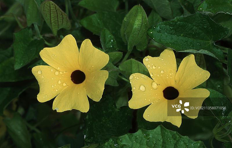 黑眼苏珊藤，Acanthaceae，观赏植物，观赏花卉，花图片素材