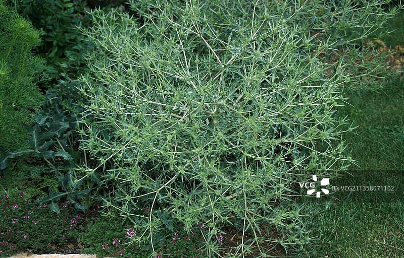 刺芹，伞形科药草图片素材