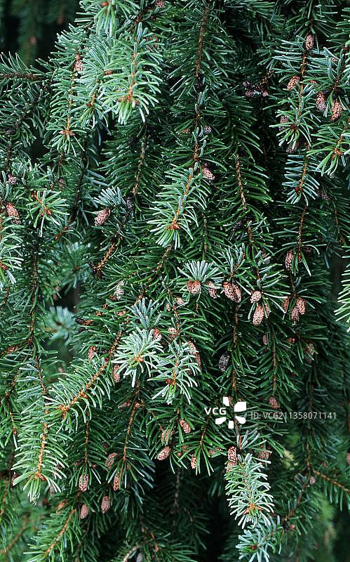 欧洲云杉图片素材