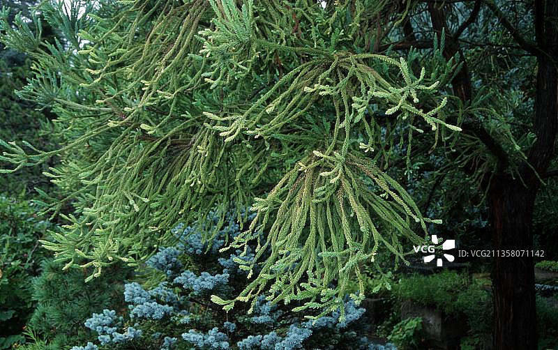 日本柳杉矮品种图片素材