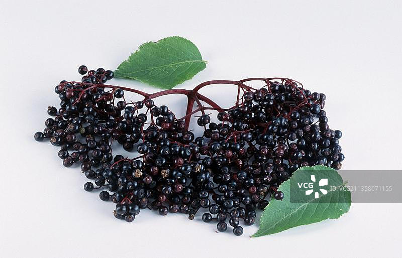 接骨木（黑接骨木）成熟浆果图片素材
