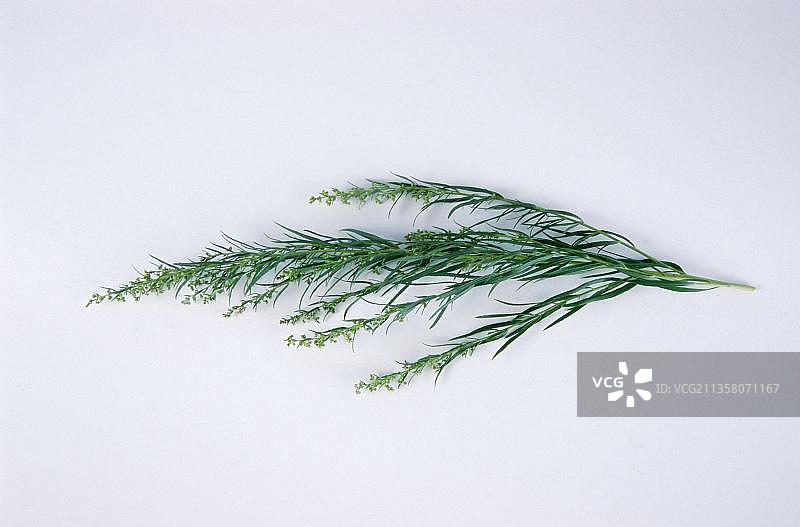 龙蒿，盆栽香草，菊科，香料植物，独立物体图片素材