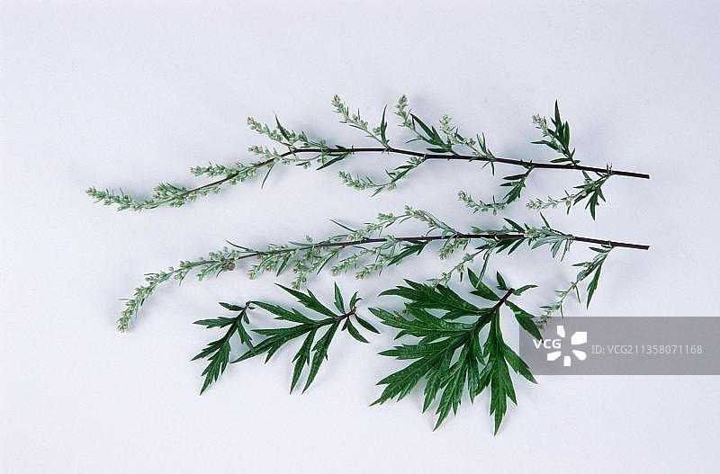 艾草，普通艾草，植物，药草，独立物体图片素材