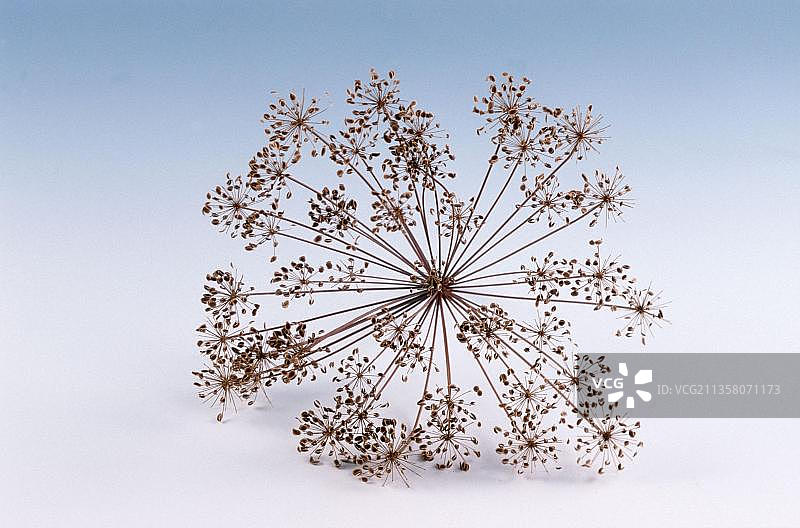 莳萝（伞形科），香料植物，盆栽香草，独立对象图片素材