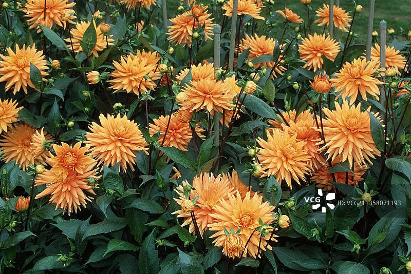 仙人掌大丽花“查尔斯·狄更斯”图片素材