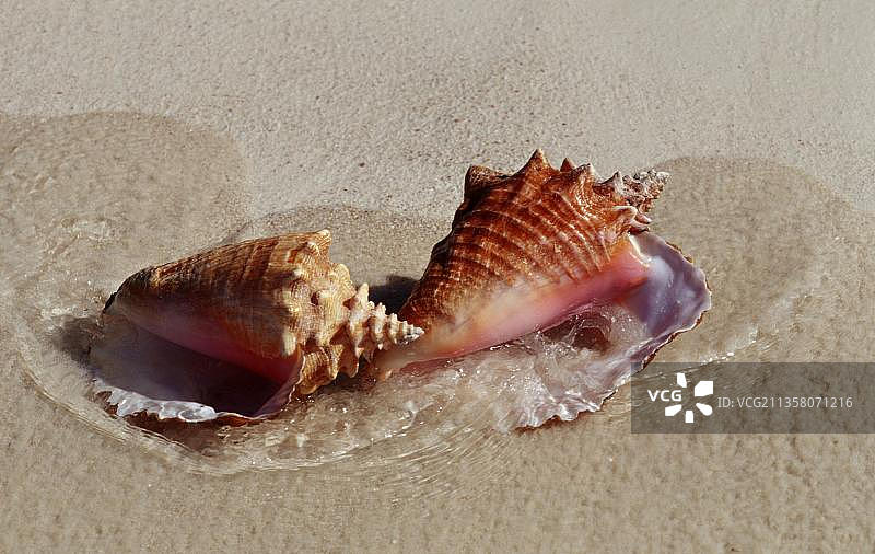 多米尼加共和国海滩上的女王海螺图片素材