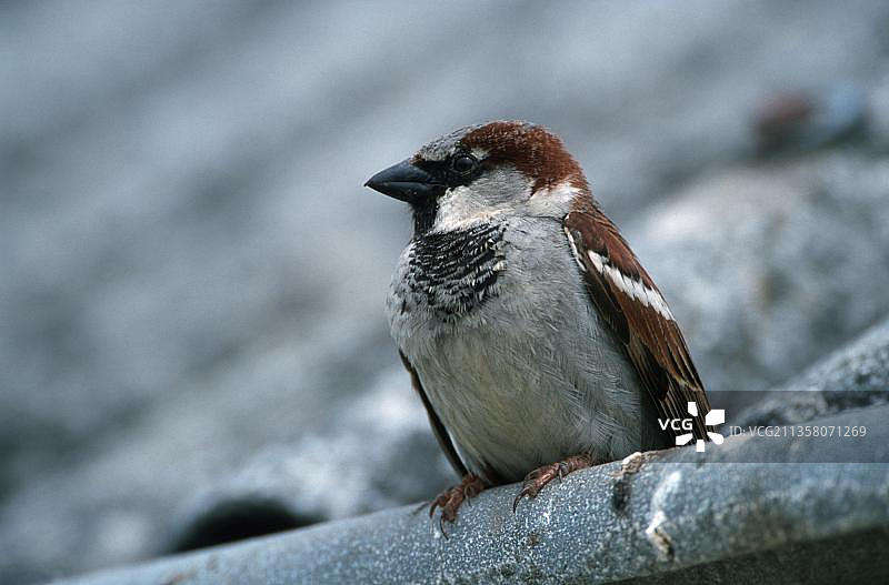 家麻雀，雄性，德国黑森图片素材