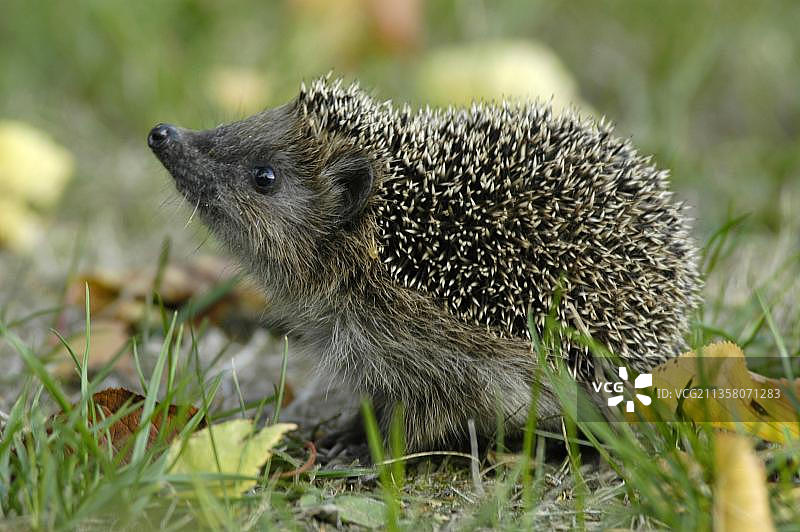 在德国黑森的欧洲刺猬图片素材