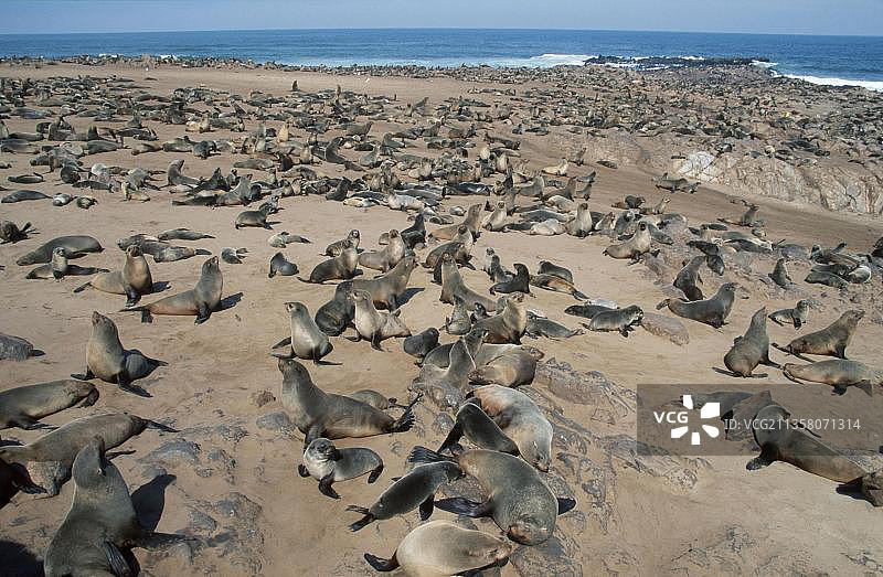 非洲海狗（Arctocephalus pusillus）群落，纳米比亚，克罗斯角图片素材