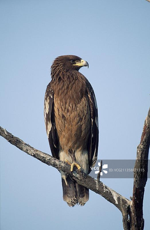 印度凯奥拉德奥国家公园的大斑鹫图片素材
