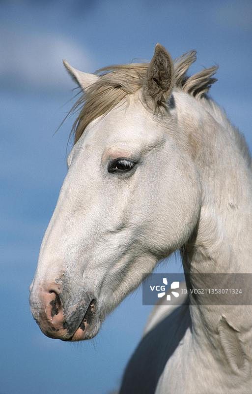 野马，智利/霉菌图片素材