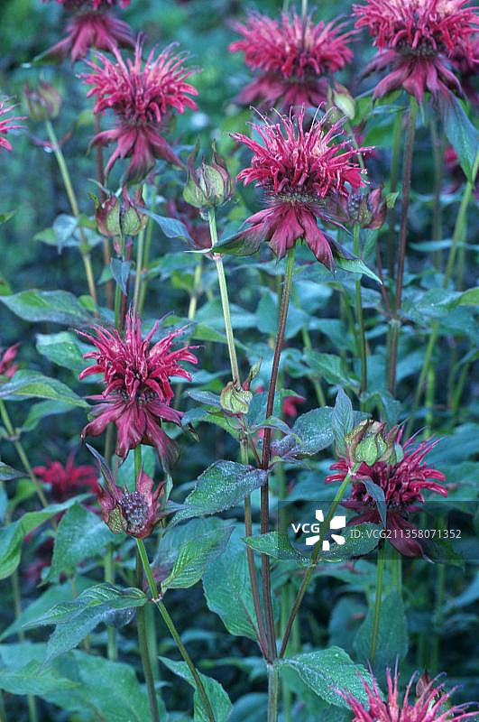 ‘雷云’蜂香薄荷，花园植物图片素材