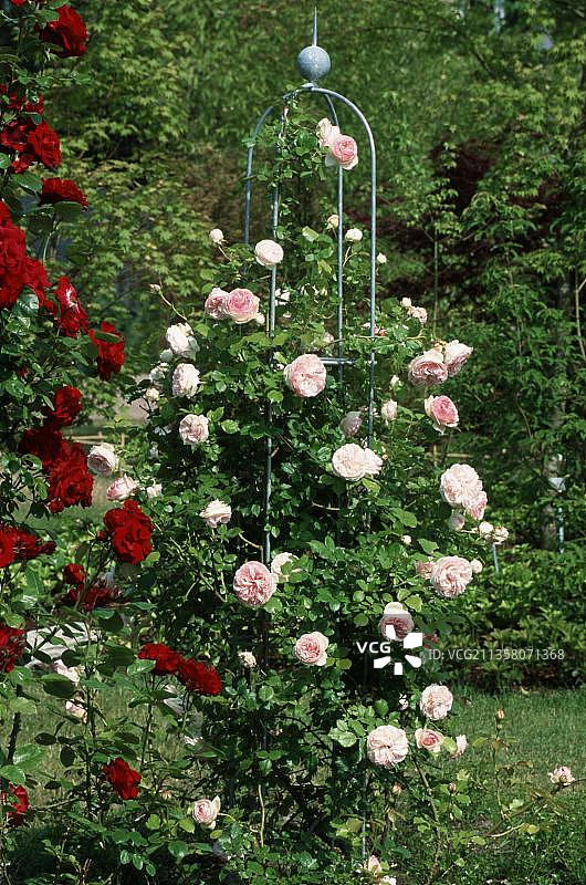 攀缘（灌木）“伊甸园”玫瑰（蔷薇属），攀缘玫瑰“伊甸园”，花朵，蔷薇科，灌木，园林植物图片素材