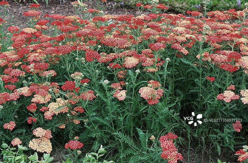 常见蓍草(千叶蓍)，蓍草，花，花园植物(菊科)，头状开花植物图片素材