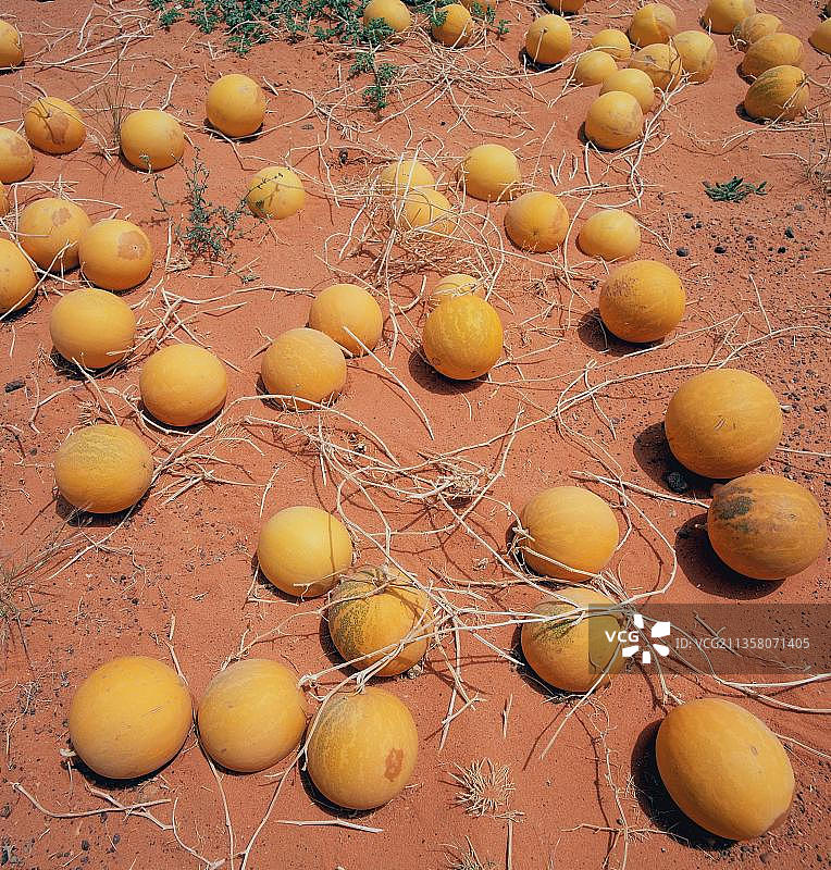 药西瓜，利比亚，非洲图片素材