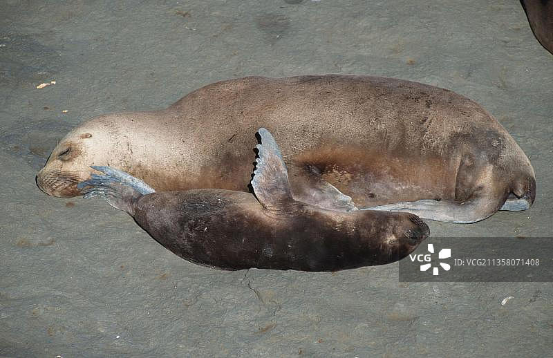 南美海狮，雌性与幼崽，瓦尔德斯半岛，阿根廷图片素材