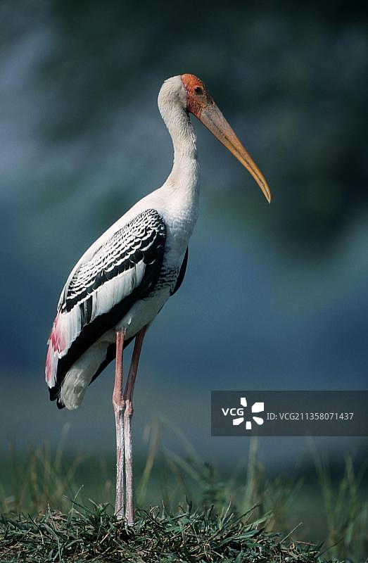 彩鹳，印度，布哈拉特普尔图片素材