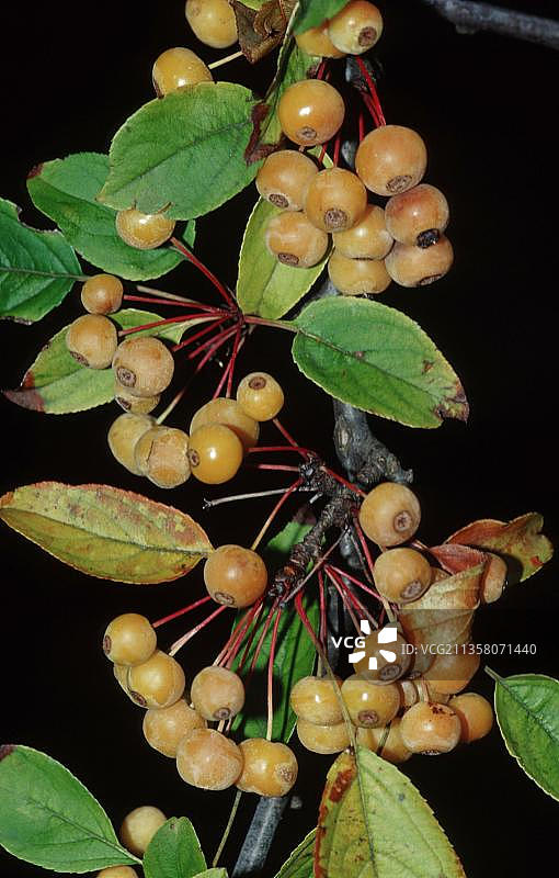 日本海棠图片素材