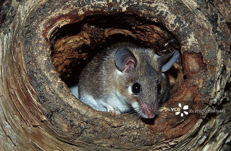 刺毛鼠（埃及鼠）图片素材