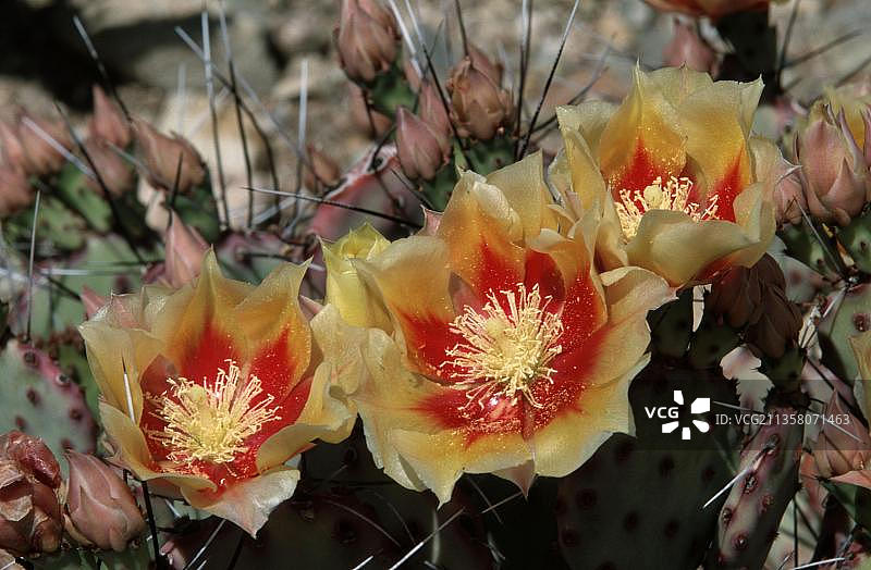 美国亚利桑那州的仙人掌花图片素材