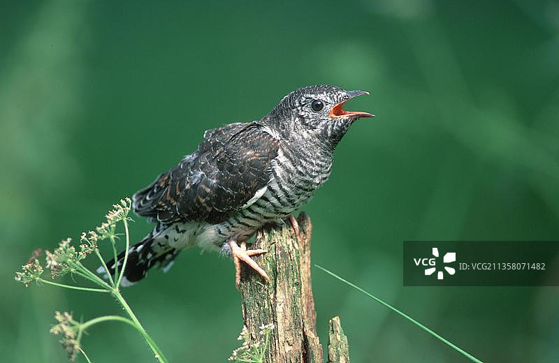 普通布谷鸟幼鸟，德国黑森图片素材