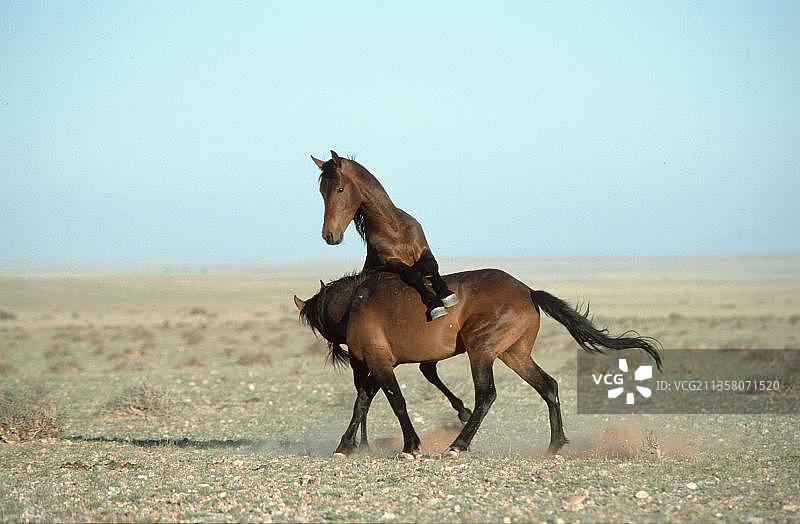 野马：打斗，沙漠种马，纳米比亚诺克卢夫特公园，非洲图片素材