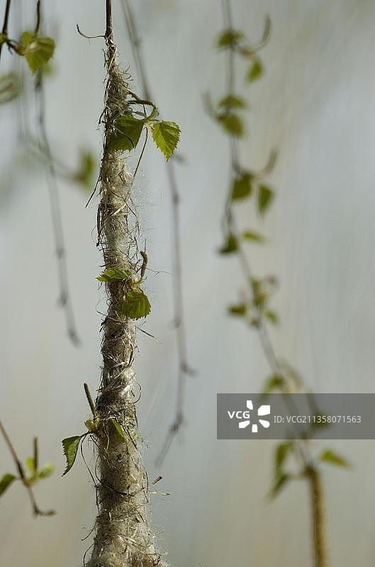 黑森州的欧亚攀雀，巢穴图片素材