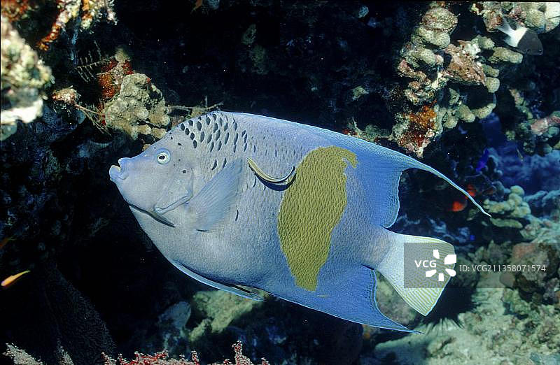 红海蓝月神仙鱼（Pomacanthus maculosus）图片素材