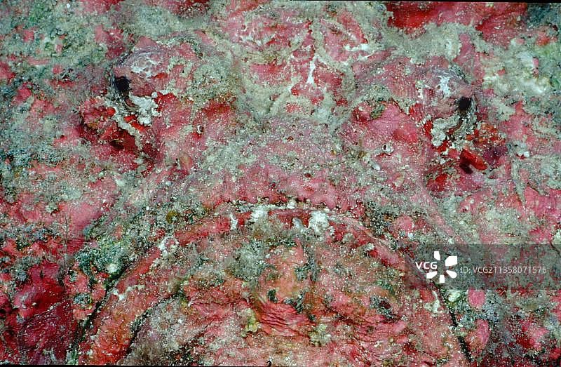 毒鲉，红海图片素材