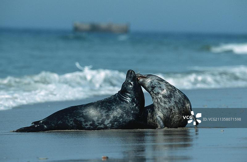 灰色海豹，德国黑尔戈兰岛图片素材
