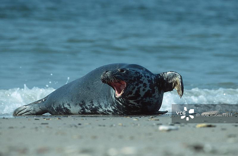 灰海豹，德国石勒苏益格-荷尔斯泰因州黑尔戈兰岛图片素材