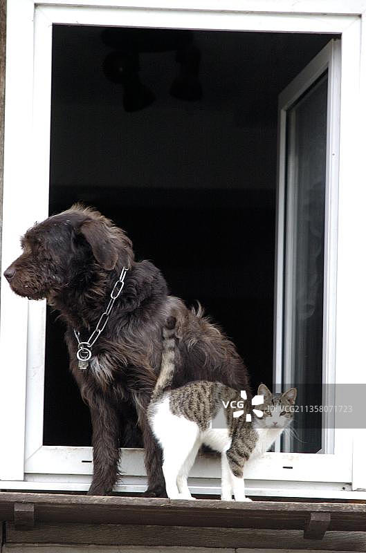 德国刚毛犬和家猫在敞开的窗户旁，德国黑森州，欧洲图片素材