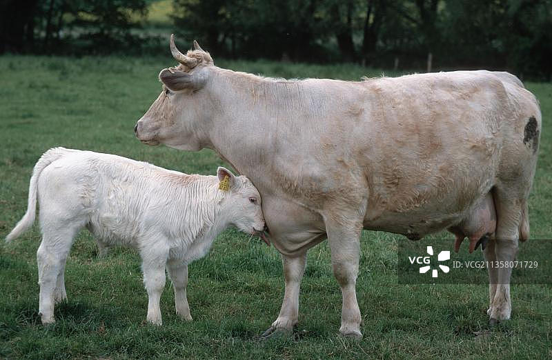 怀特帕克牛：德国黑森州带小牛的母牛图片素材