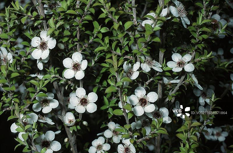 新西兰茶树图片素材