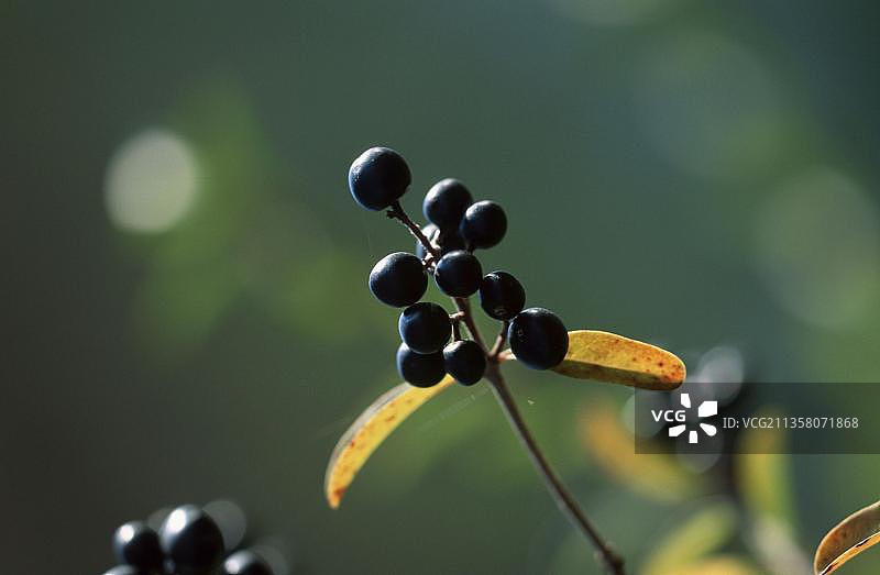 普通女贞的浆果图片素材
