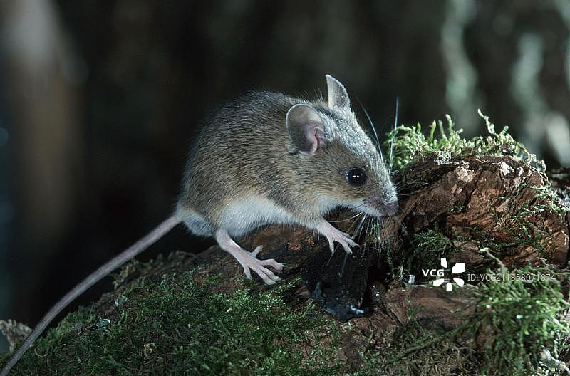 黄颈鼠图片素材