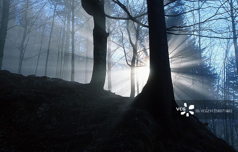 约赫贝格山混交林中的阳光图片素材