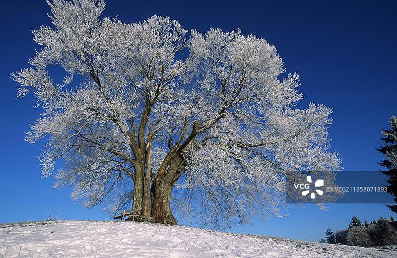 冬季的椴树（Tilia），巴伐利亚，德国，雪，霜，欧洲图片素材