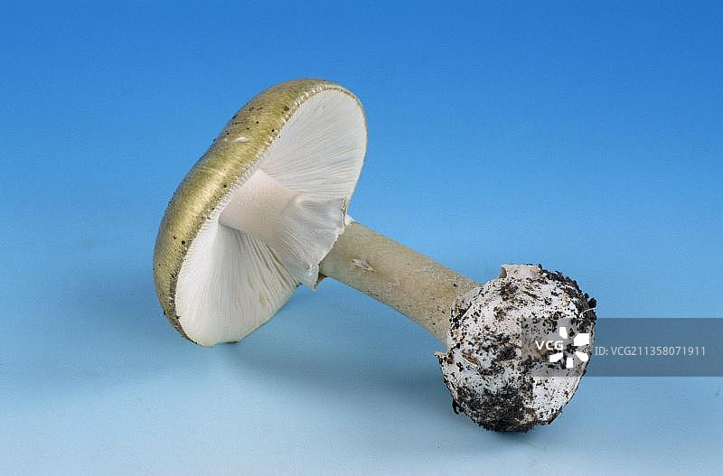 绿色毒伞（Amanita phalloides）图片素材
