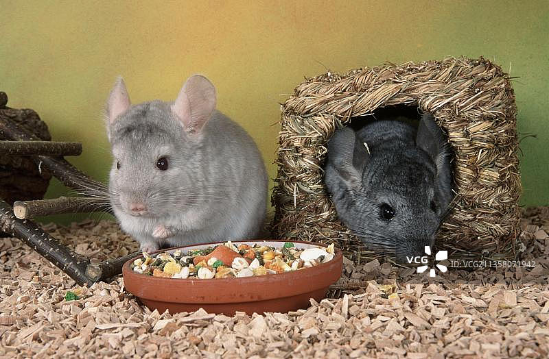 长尾龙猫图片素材