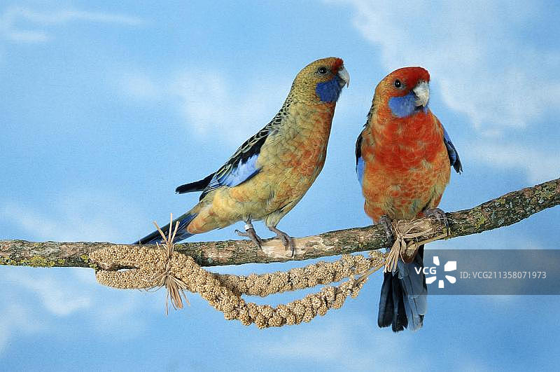 阿德莱德玫瑰鹦鹉图片素材