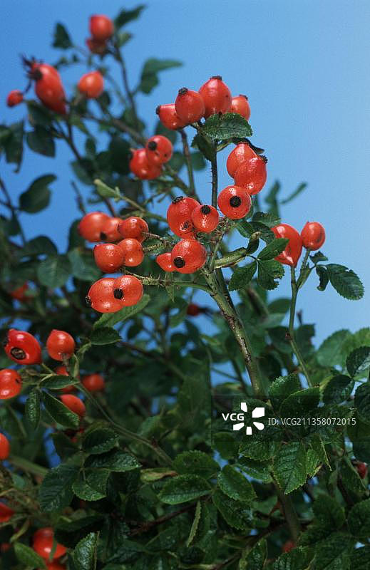 犬蔷薇的玫瑰果图片素材