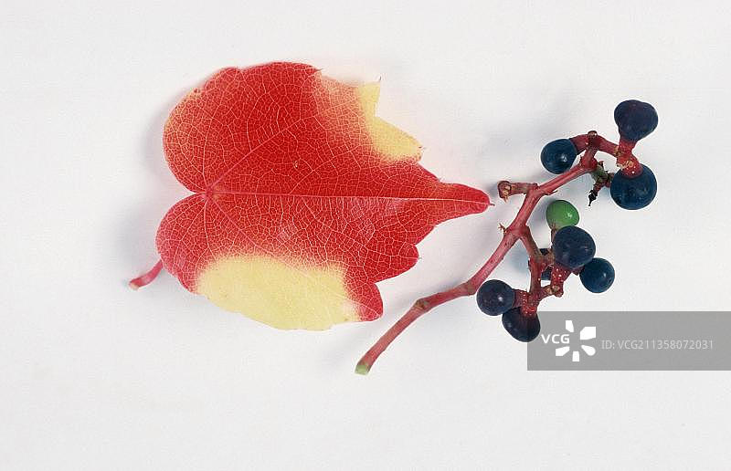 波士顿常春藤叶和浆果图片素材