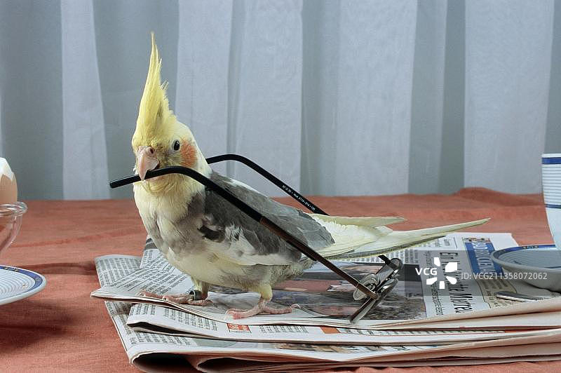 戴着眼镜的玄凤鹦鹉图片素材