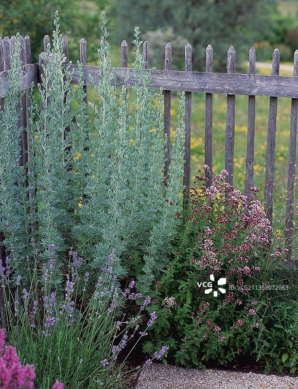 草药园中的苦艾、牛至、薰衣草和马鞭草图片素材