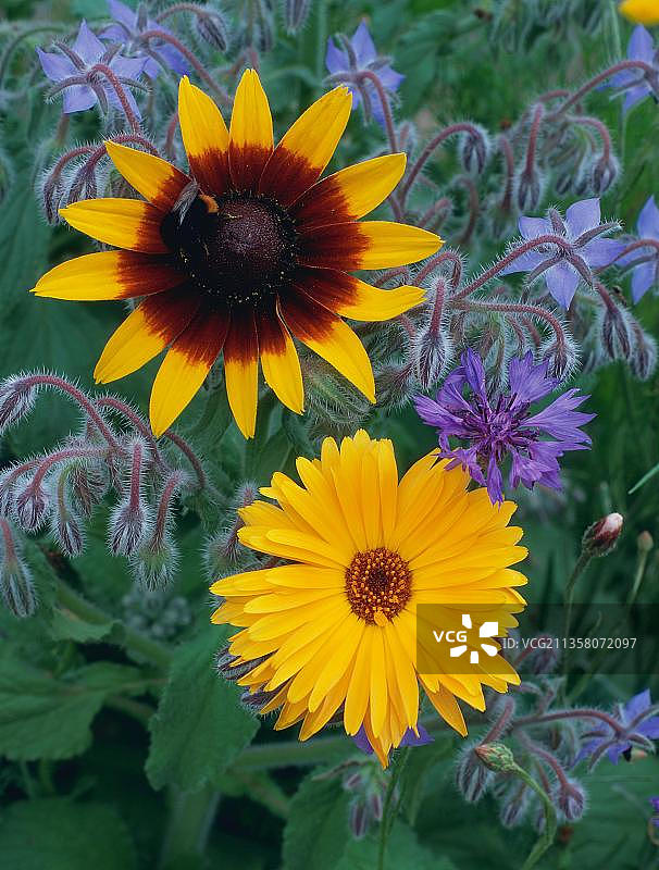 普通金盏花、琉璃苣、雏菊和黄瓜草本植物图片素材